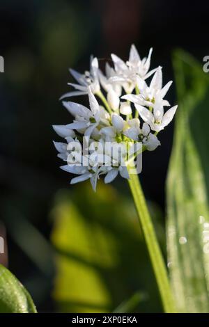 La mattina presto rugiada su un Ramsons o un fiore selvaggio dell'aglio Foto Stock