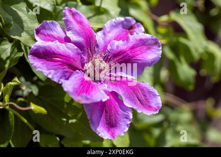 Rosa Clematis fiorente al sole di primavera Foto Stock