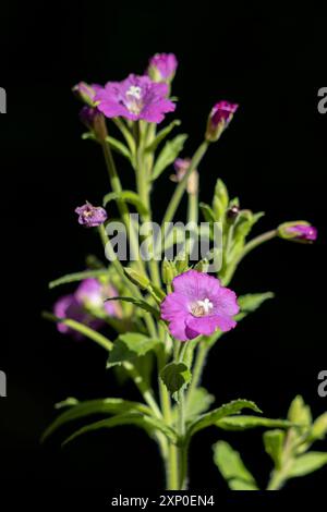 Grande Willowwib (Epilobium hirsutum) fiorente nella campagna inglese Foto Stock