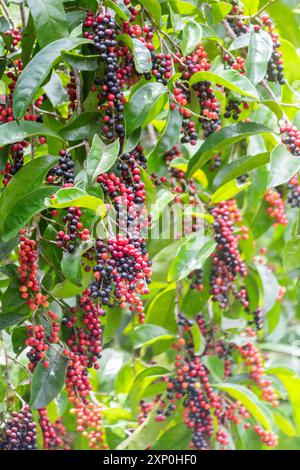 Ciliegie bignay colorate, un frutto popolare che viene spesso trasformato in vino di frutta a Ilocos, nelle Filippine Foto Stock