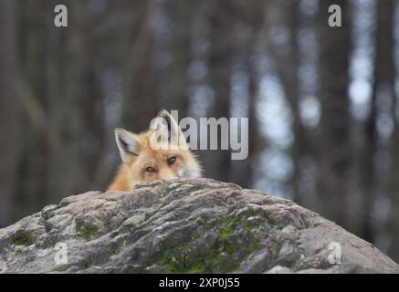 Red Fox Vulpes volpe che spuntano da dietro una roccia Foto Stock