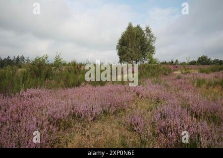 Riserva naturale di Trupbacher Heide Foto Stock