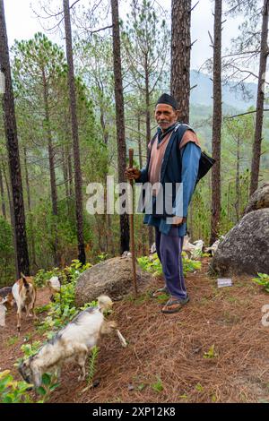 Aug2nd2024, Uttarakhand India. Un vecchio pastore nativo con le sue pecore e capre nella regione himalayana di Uttarakhand, in mezzo a una pineta, che indossa tr Foto Stock