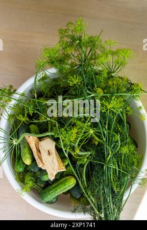 Preparazione per la fermentazione dei cetrioli mediante un processo di decapaggio denominato fermentazione dell'acido lattico. Tali cetrioli fermentati hanno una lunga durata di conservazione e lo sono Foto Stock