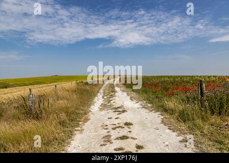 Un percorso di gesso attraverso terreni agricoli nelle South Downs, con papaveri che crescono in un campo e un cielo blu sopra la testa Foto Stock