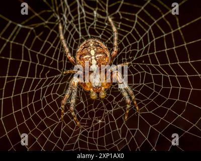 Primo piano di un ragno da giardino europeo nascosto nella ragnatela Foto Stock