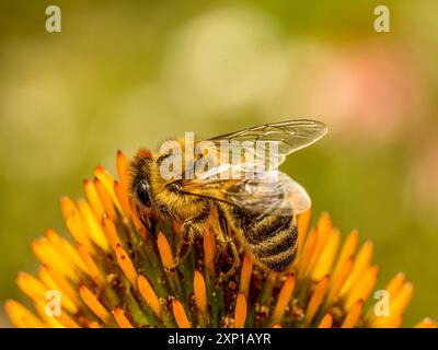 Primo piano di un fiore di echinacea che impollina api Foto Stock