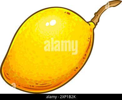 Illustrazione dettagliata colorata dei frutti di mango. Illustrazione Vettoriale
