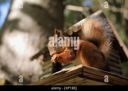 Scoiattolo rosso che mangia una noce all'alimentatore in un parco pubblico Foto Stock