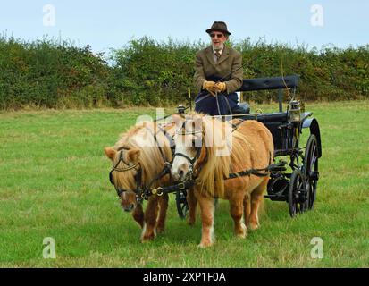 Carrozza con due pony isolati sul terreno del parco. Foto Stock