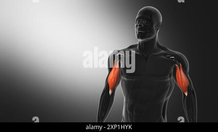 Anatomia dei muscoli Biceps Foto Stock