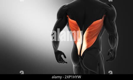 Anatomia dei muscoli di Latissimus Dorsi Foto Stock