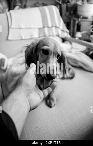 Uno scatto verticale in scala di grigi di una persona che accarezza un cane da dachshund su una comoda sedia in un comodo soggiorno Foto Stock