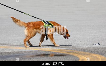 Vicenza, vi, Italia - 23 maggio 2024: Esercitazione Italiana caccia ai vigili del fuoco e salvataggio del cane durante l'addestramento Foto Stock