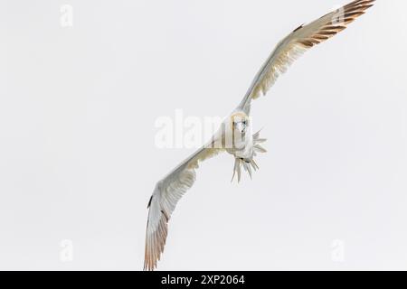 Gannet settentrionale nella nebbia, Morus bassanus, riserva ecologica di Cape St. Mary, Terranova, Canada, colonia di riproduzione di uccelli marini, giovani Foto Stock