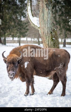 Maestoso bisonte europeo situato nel innevato Parco Nazionale di Białowieża, Polonia, che mostra la resilienza e la forza della natura. Foto Stock