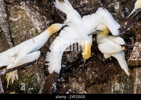 Gli uccelli combattimenti, Northern Gannet, Morus bassanus, Cape Santa Maria della riserva ecologica, Terranova, Canada, colonia di allevamento, Foto Stock