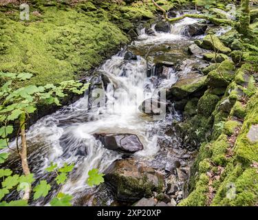 Un 'sentiero inferiore' conduce lungo un beck, con diverse piccole cascate e acqua bianca, terminando all'alta goccia della cascata Ceunant Mawr a Llanberis. Foto Stock