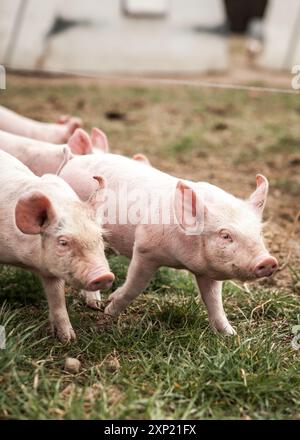 Un gruppo di maiali all'aperto che cammina in un'azienda biologica. La fotografia cattura i suini in un ambiente naturale, evidenziando pratiche agricole sostenibili e il benessere degli animali. Foto Stock