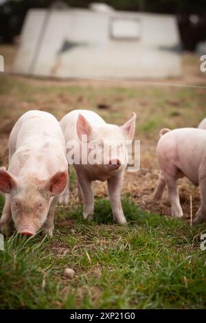 Suinetti allevati all'aperto che pascolano felicemente su un pascolo verde in un'azienda agricola biologica. La scena cattura l'essenza dell'agricoltura sostenibile e del benessere degli animali. Foto Stock