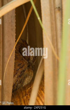 Torotoroka Scops-Owl (Otus rutilus madagascariensis) Aves Foto Stock