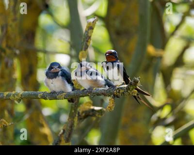 Ingoiare i piccoli con un genitore appoggiato su un ramo d'albero. Foto Stock