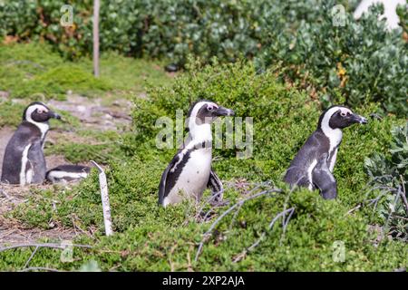 Tre pinguini di Jackass (Spheniscus demersus) nella baia di Betty, Capo occidentale del Sud Africa Foto Stock