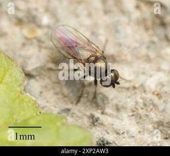 Mosche fritte (Chloropidae) Insecta Foto Stock