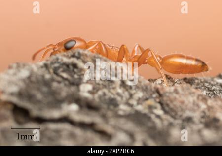 Apache Twig Ant (Pseudomyrmex apache) Insecta Foto Stock