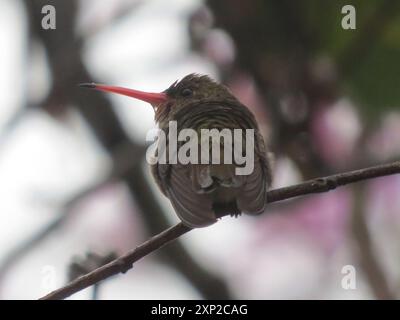 Aves, Hummingbird dorato (Hylocharis chrysura) Foto Stock