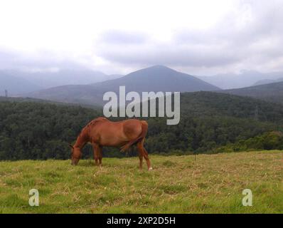 Kikuyu Grass (Cenchrus clandestinus) Plantae Foto Stock