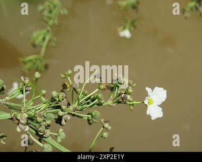 Piano della testa di scopa strisciante (Echinodorus cordifolius) Foto Stock