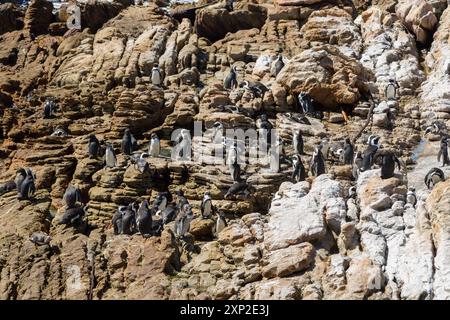 Gruppo di pinguini africani (Speniscus demersus) nella colonia di Betty's Bay, Capo occidentale del Sudafrica Foto Stock
