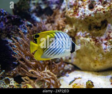 Pesce farfalla Threadfin o (Chaetodon Auriga). Si trova nella regione Indo-Pacifico, dal Mar Rosso e dall'Africa orientale Foto Stock