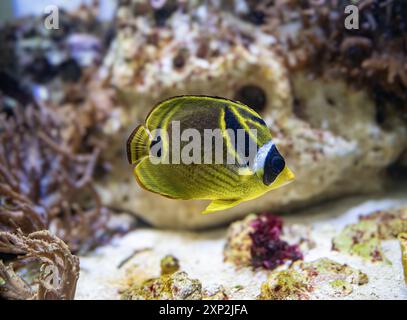 Ritratto ravvicinato di un pesce farfalla (Chaetodon lunula) Foto Stock