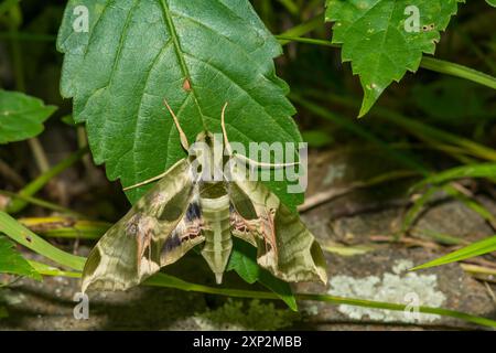 Pandora Sfinge Moth - Eumorpha pandoroso Foto Stock