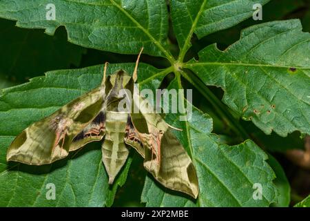 Pandora Sfinge Moth - Eumorpha pandoroso Foto Stock