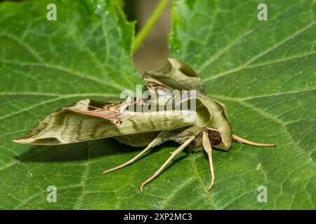 Pandora Sfinge Moth - Eumorpha pandoroso Foto Stock