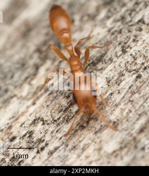 Apache Twig Ant (Pseudomyrmex apache) Insecta Foto Stock