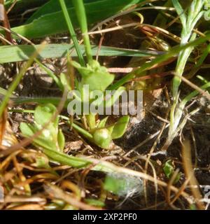 Chaffweed (Lysimachia minima) Plantae Foto Stock