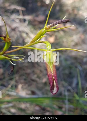 Large Tongue Orchid (Cryptostis subulata) Plantae Foto Stock