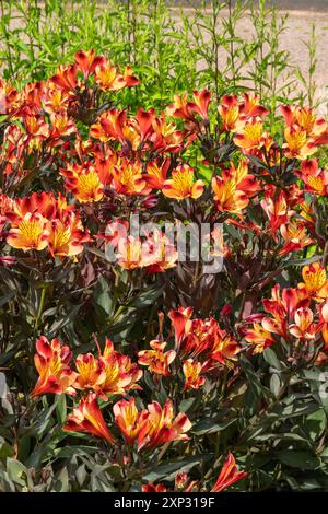 Alstroemeria 'Indian Summer', una pianta di fiori d'arancia conosciuta anche come Giglio peruviano, foto di giardinaggio Foto Stock