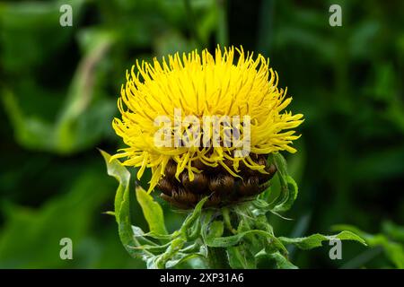 Centaurea macrocephala una pianta floreale simile a un cardo giallo comunemente nota come bighead, knapweed, armeno Basket Flower e Globe Centaurea, giardinaggio S. Foto Stock