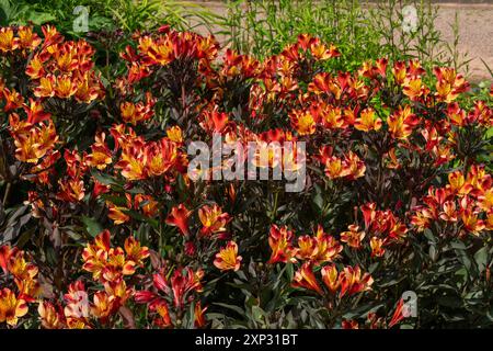 Alstroemeria 'Indian Summer', una pianta di fiori d'arancia conosciuta anche come Giglio peruviano, foto di giardinaggio Foto Stock