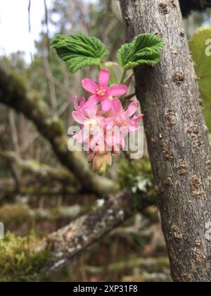 Ribes sanguigno (Ribes sanguineum glutinosum) Plantae Foto Stock