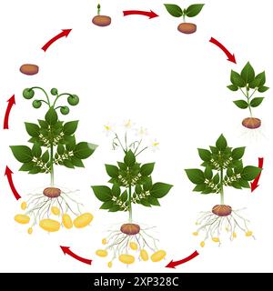 Ciclo di vita della pianta di patata su sfondo bianco. Illustrazione Vettoriale