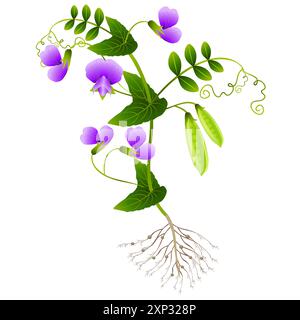 Piantare piselli con radici su sfondo bianco. Illustrazione Vettoriale