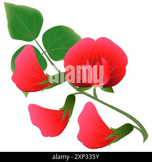 Fagioli di fiori con foglie isolate su sfondo bianco. Illustrazione Vettoriale