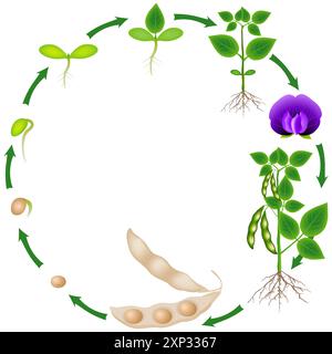 Ciclo di vita di una pianta di soia su sfondo bianco. Illustrazione Vettoriale