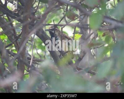 Antbird (Myrmorchilus strigilatus) Aves Foto Stock